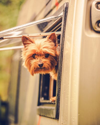 RV Travel with Dog. Motorhome Traveling with Pet. Middle Age Australian Silky Terrier in Motorcoach Window Looking Around.